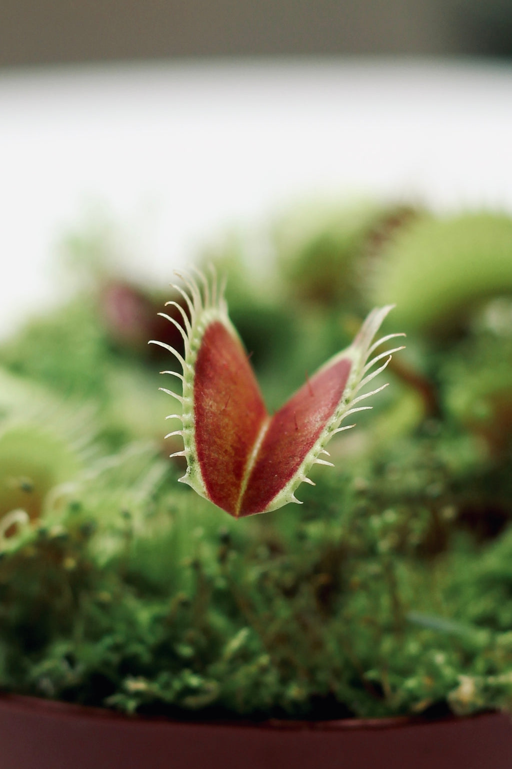 Dionaea muscipula (Venus Fly Traps)