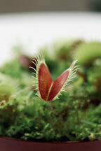 Dionaea muscipula (Venus Fly Traps)