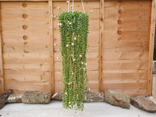 String of Pearls | Senecio rowleyanus 'String of Pearls' Hanging