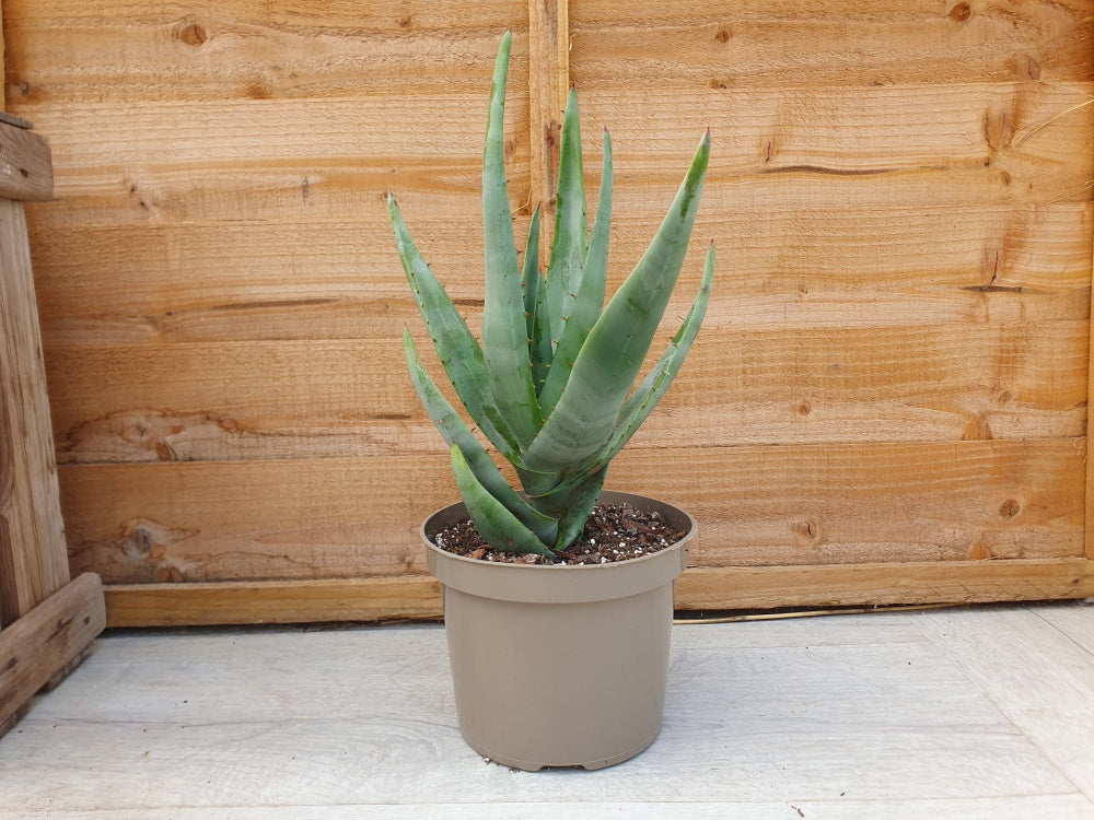 Stone Aloe | Aloe petricola Specimen