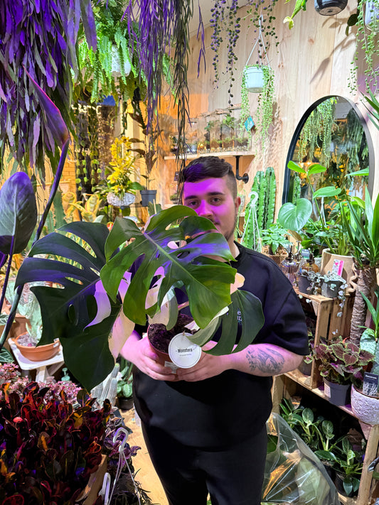 Monstera Thai & Albo Bundle Deal