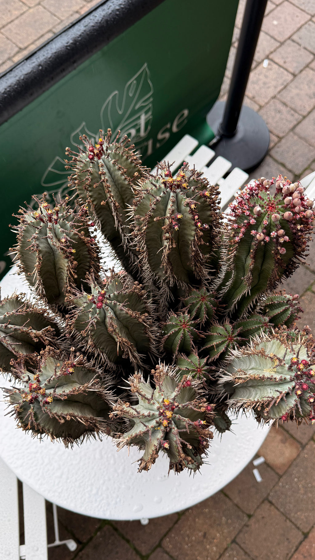 Euphorbia Horrida