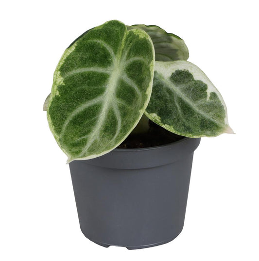 Alocasia Ninja Mint Variegata NEW! P6 10-15CM
