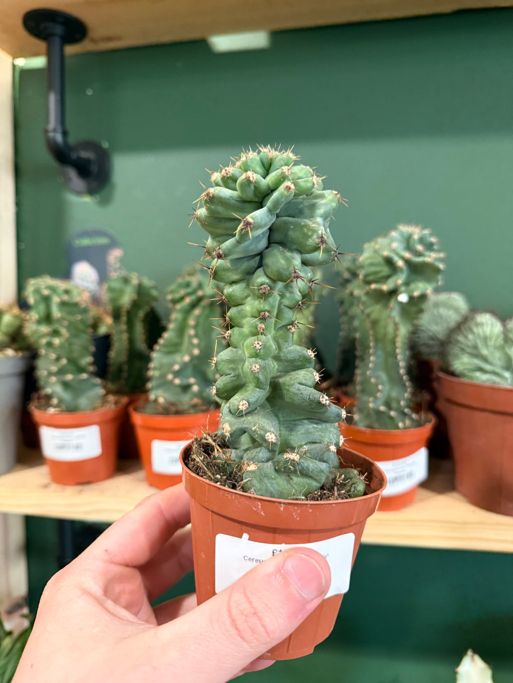 Cereus Jamacaru Spiralis