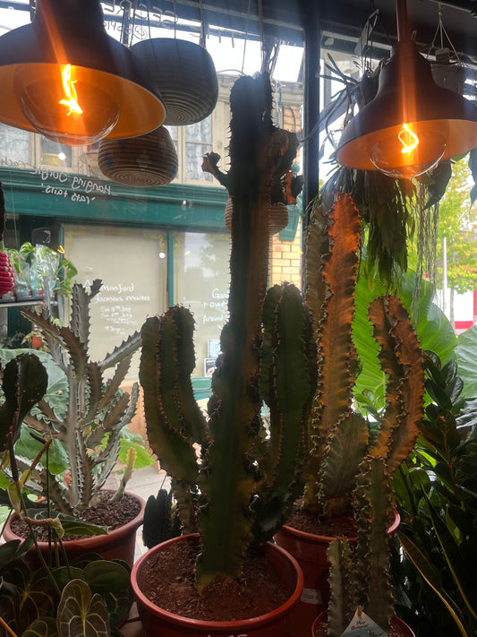 Euphorbia Ingens Canarias