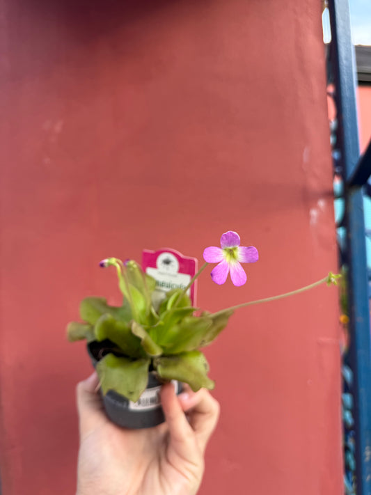 Pinguicula mix 10cm