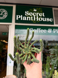 Euphorbia 'Medusa'