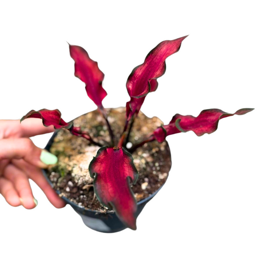 Caladium Red Scarf