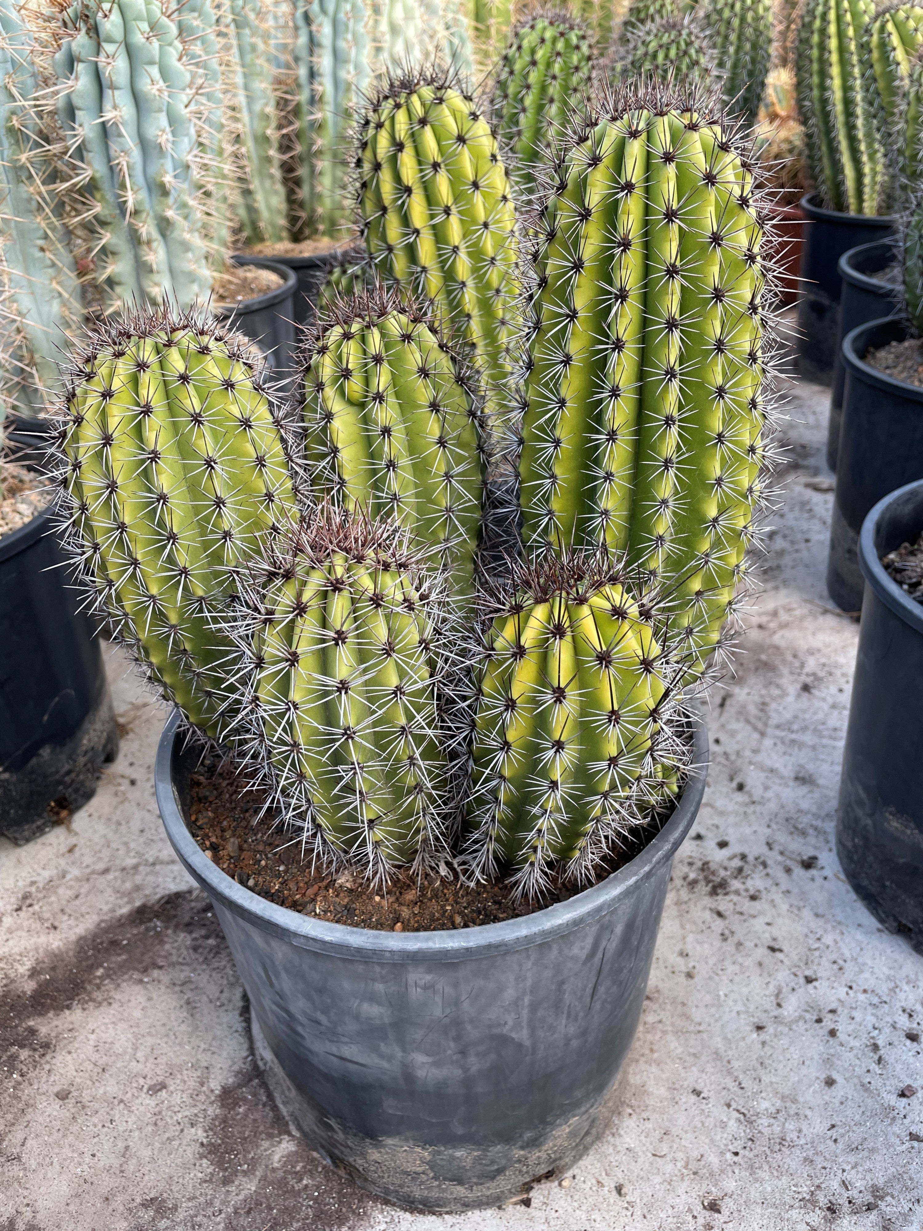 Marshallocereus thurberi (Organ Pipe Cactus)