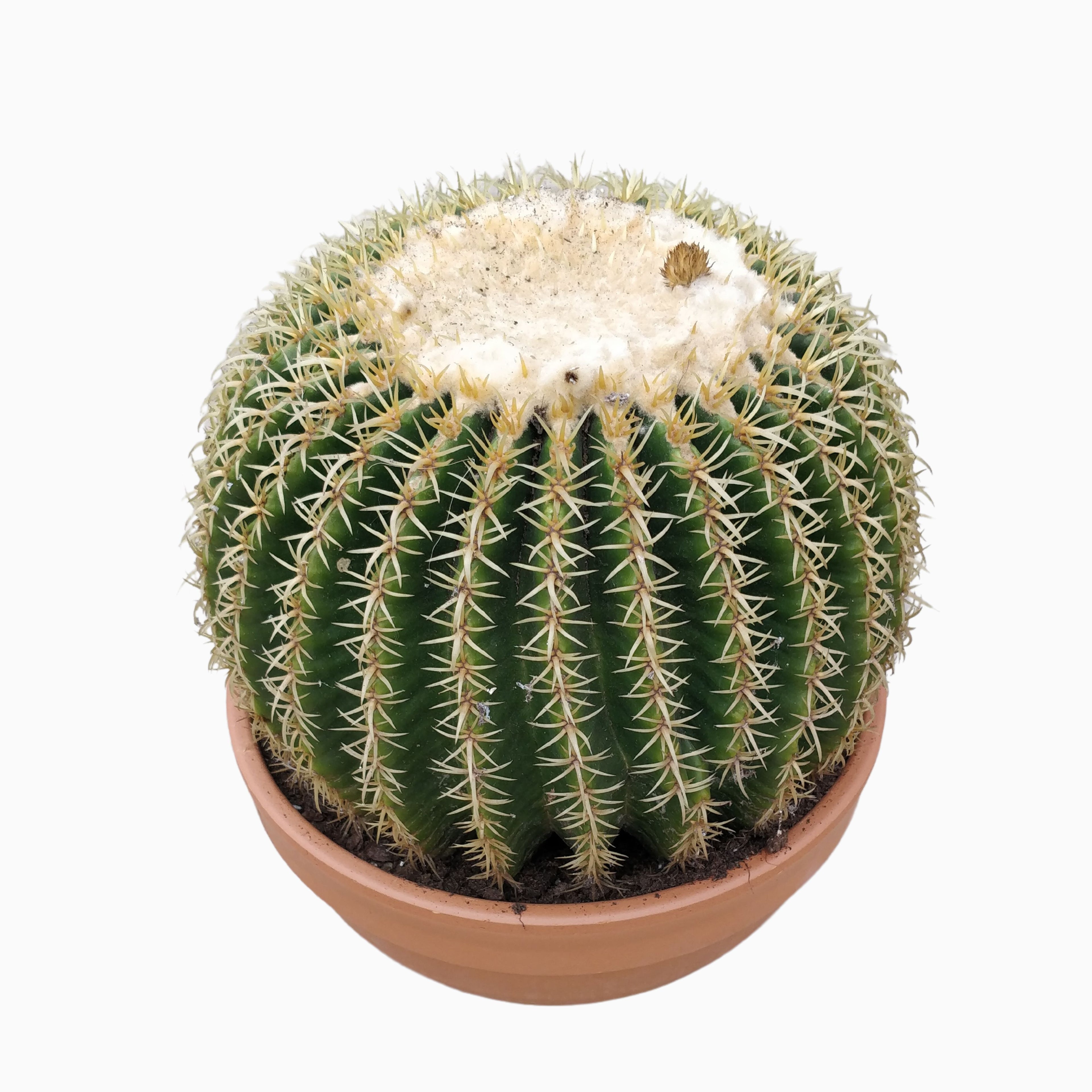 Echinocactus brevispina