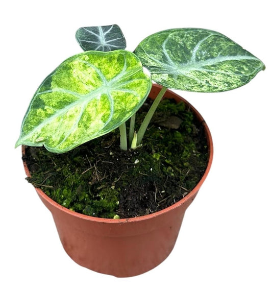 Alocasia Ninja Tricolor P10.5 15CM