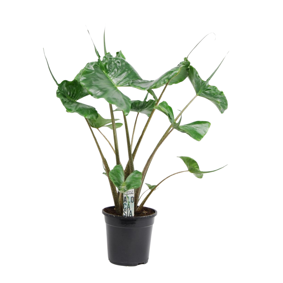 Alocasia macrorrhiza 'Stingray'
