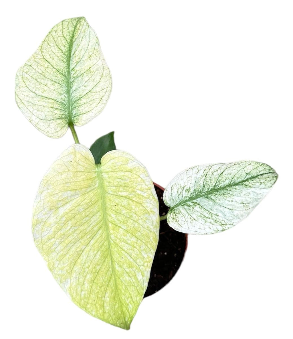 Monstera MINT