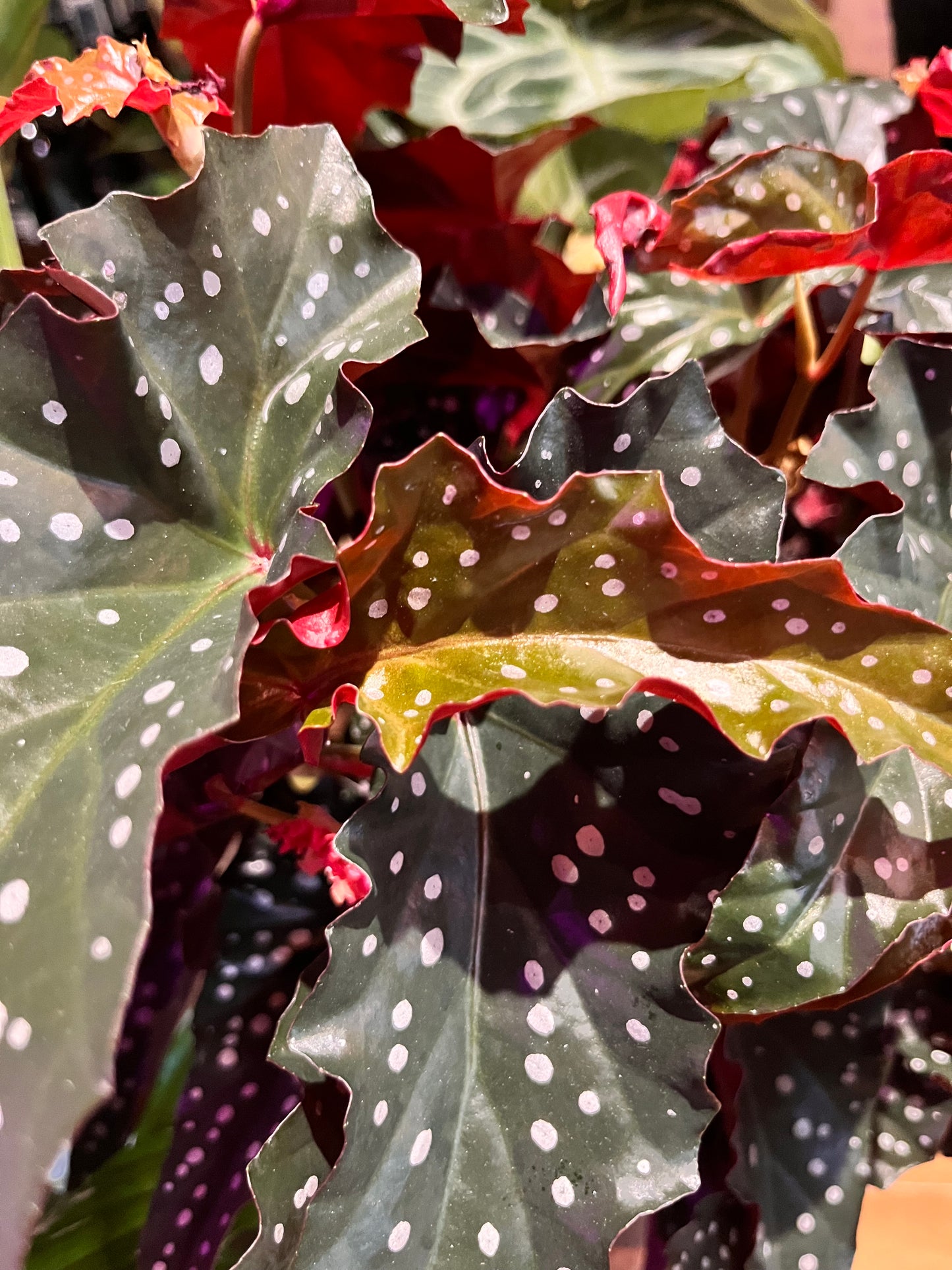 Begonia Maculata Black Forest 40cm