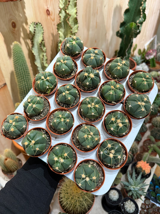 Gymnocalycium Horsti 5,5Ø 12cm