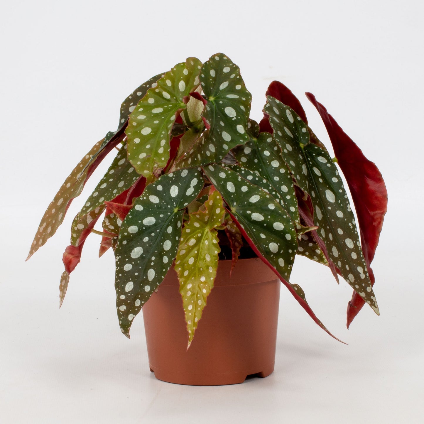 Begonia maculata ‘Wightii’ – The Polka Dot Showstopper