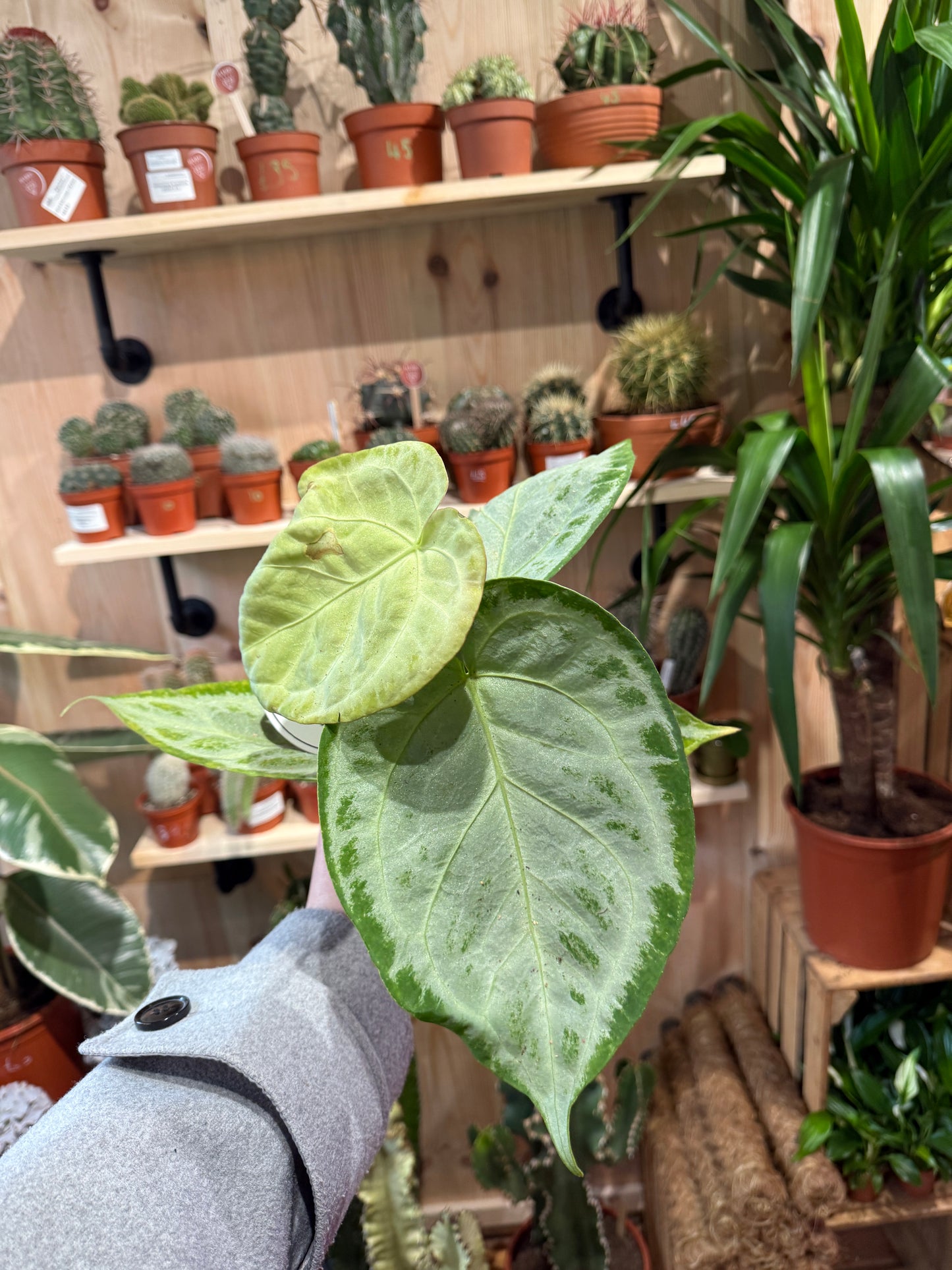 Anthurium crystallinum ‘Silver Blush’ – A Jewel of the Tropics