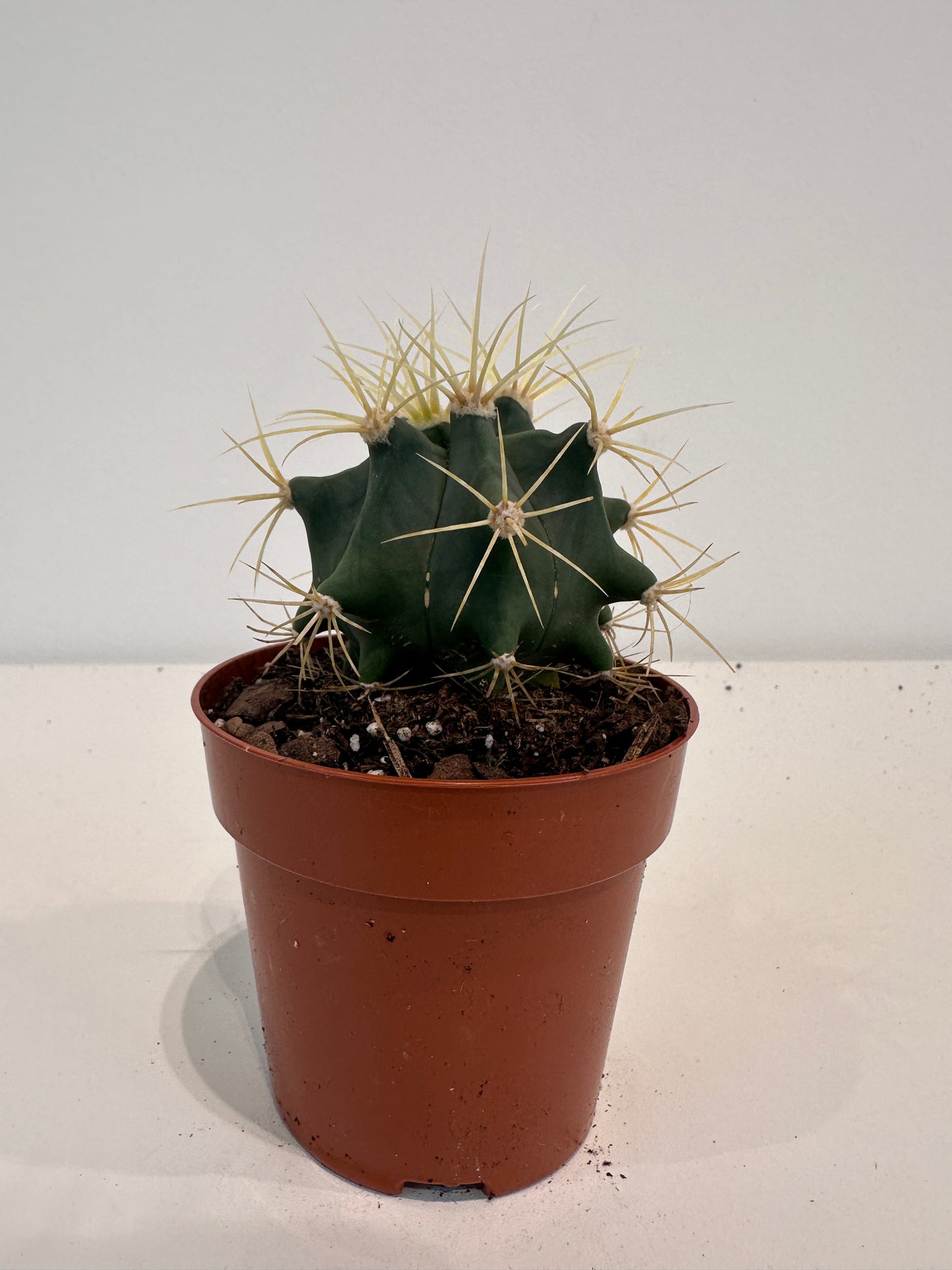 Ferocactus Glaucescens