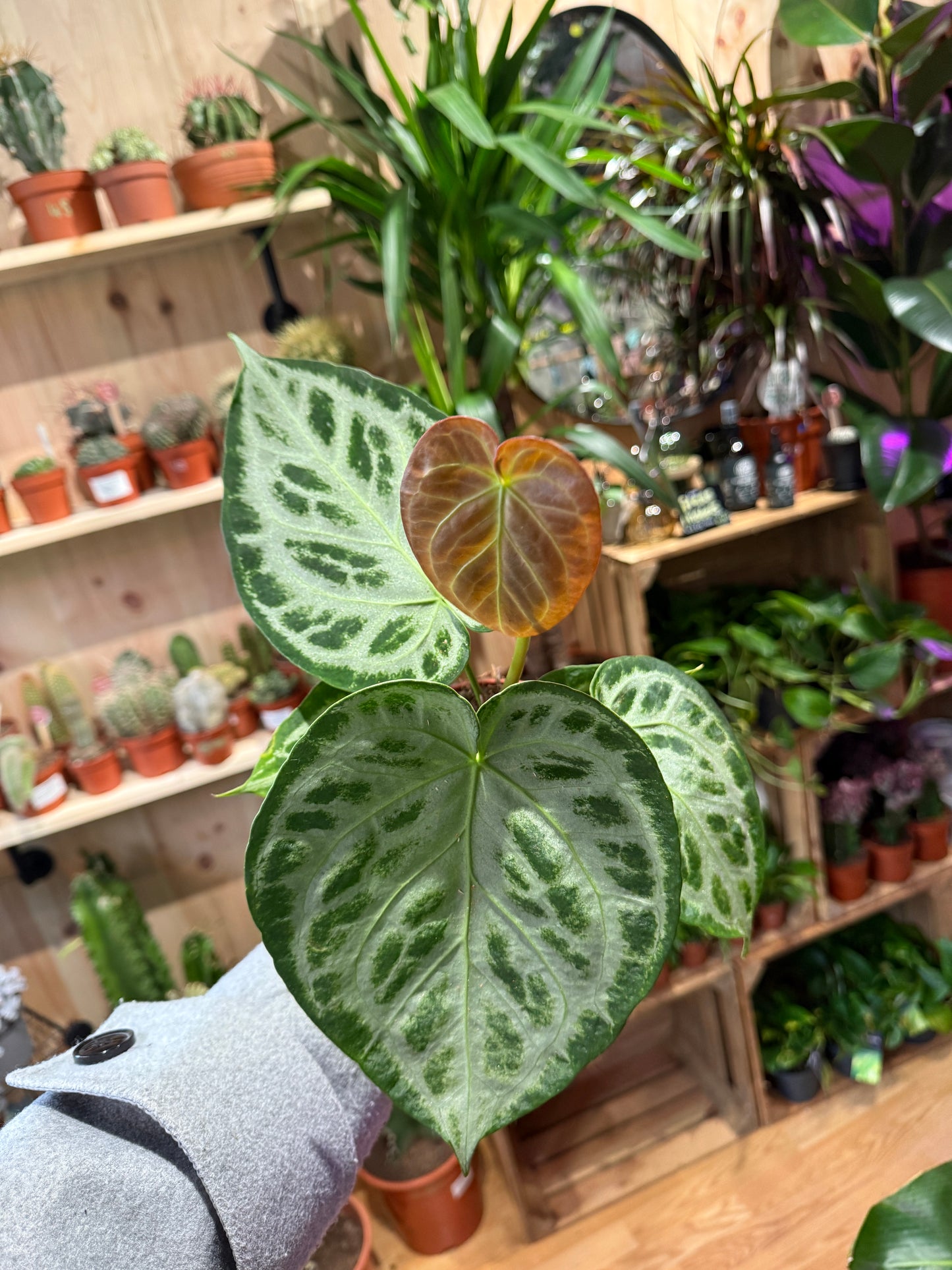 Anthurium crystallinum ‘Silver Blush’ – A Jewel of the Tropics