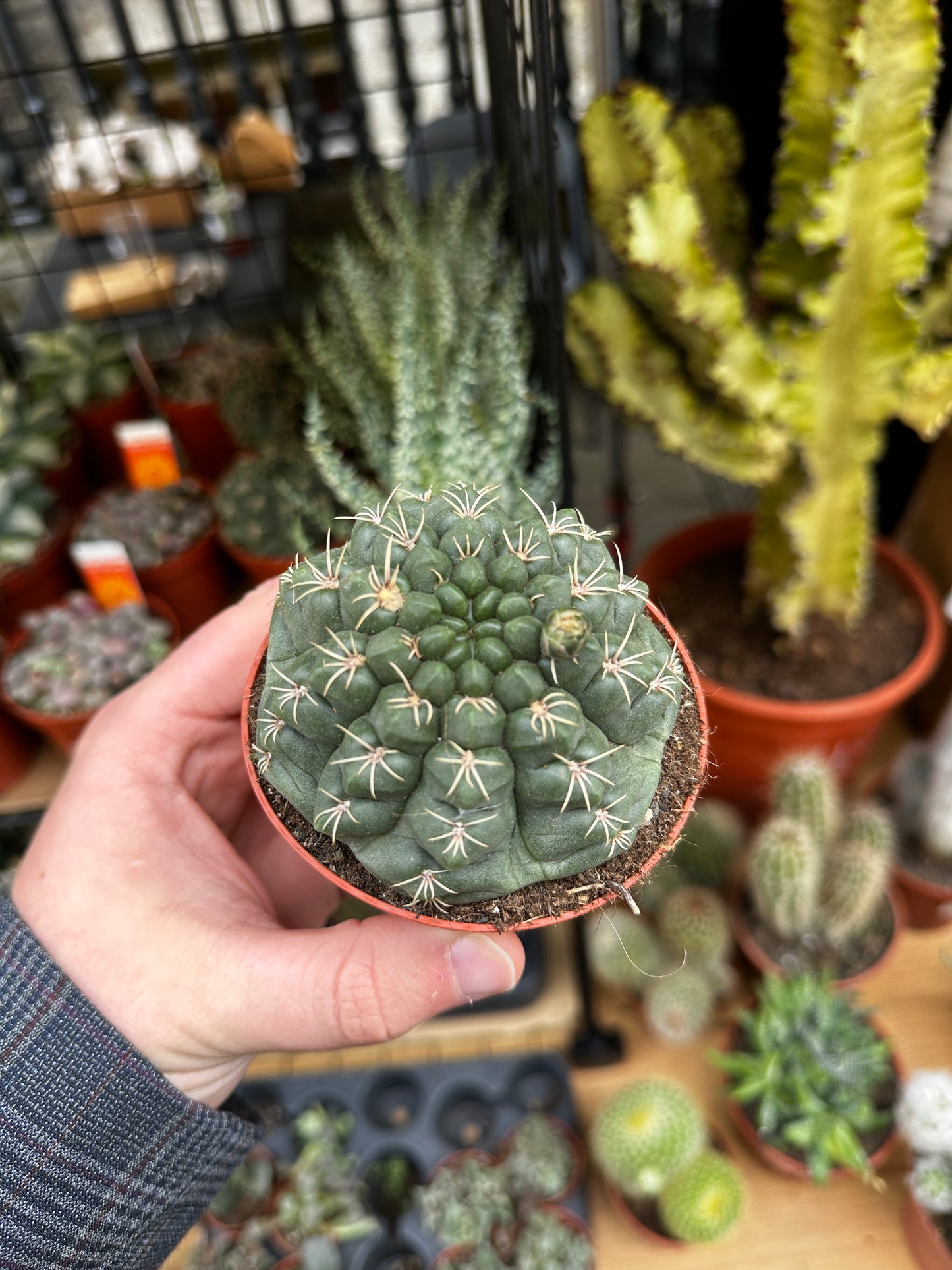 Gymnocalycium baldianum