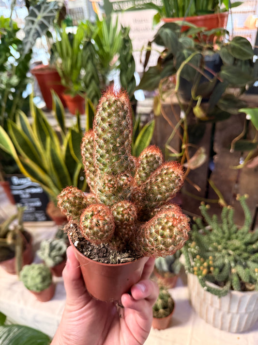 Mammillaria elongata