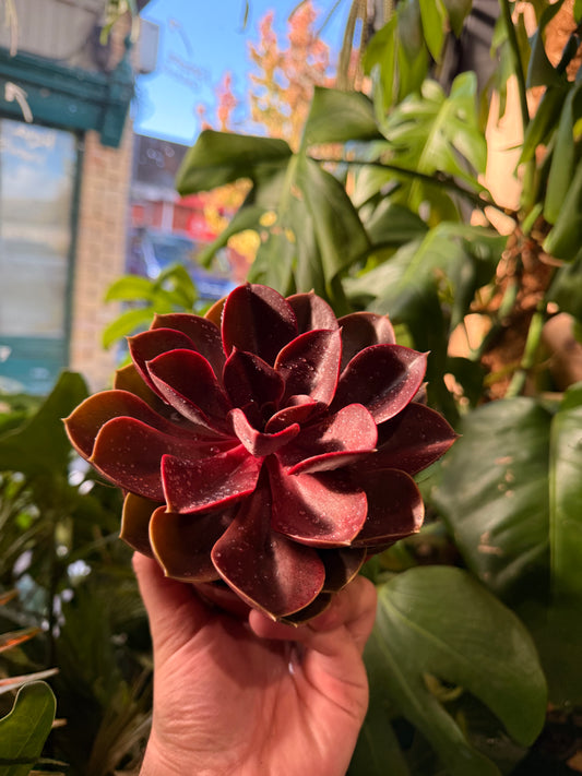 Echeveria 'Perle von Nurnberg'