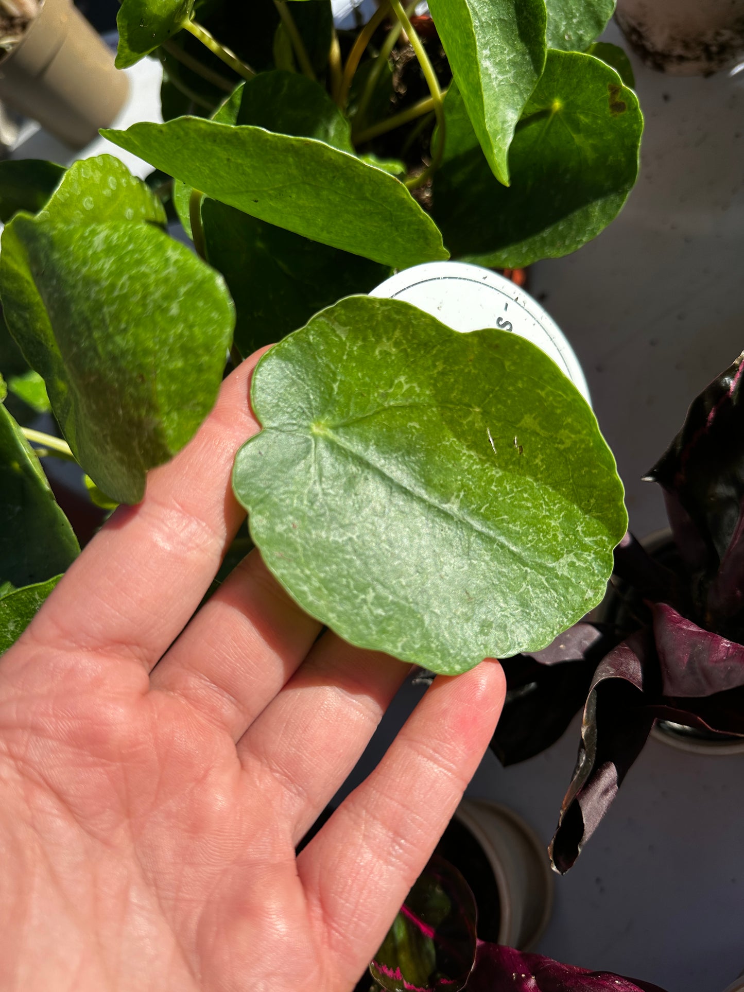 Pilea Peperomioides ‘Sugar’ | Chinese Money Plant