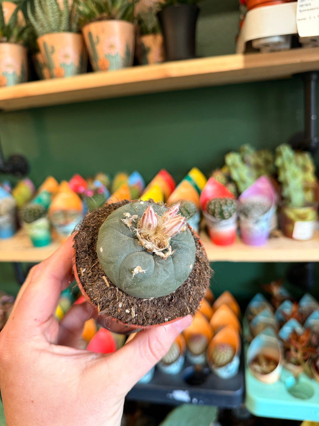 Lophophora Williamsii