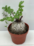Dioscorea elephantipes