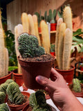 Polaskia Chichipe Cristata