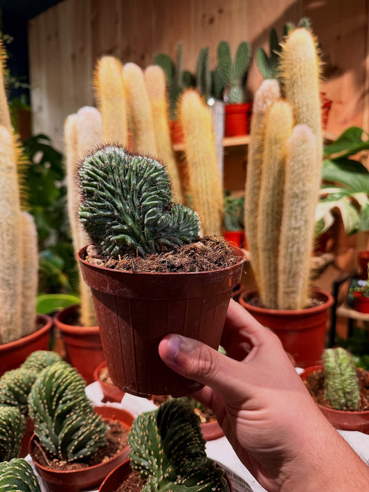Polaskia Chichipe Cristata