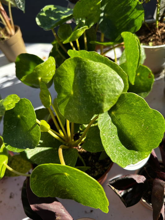 Pilea Peperomioides ‘Sugar’ | Chinese Money Plant