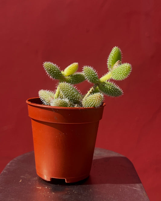 Delosperma pruinosum