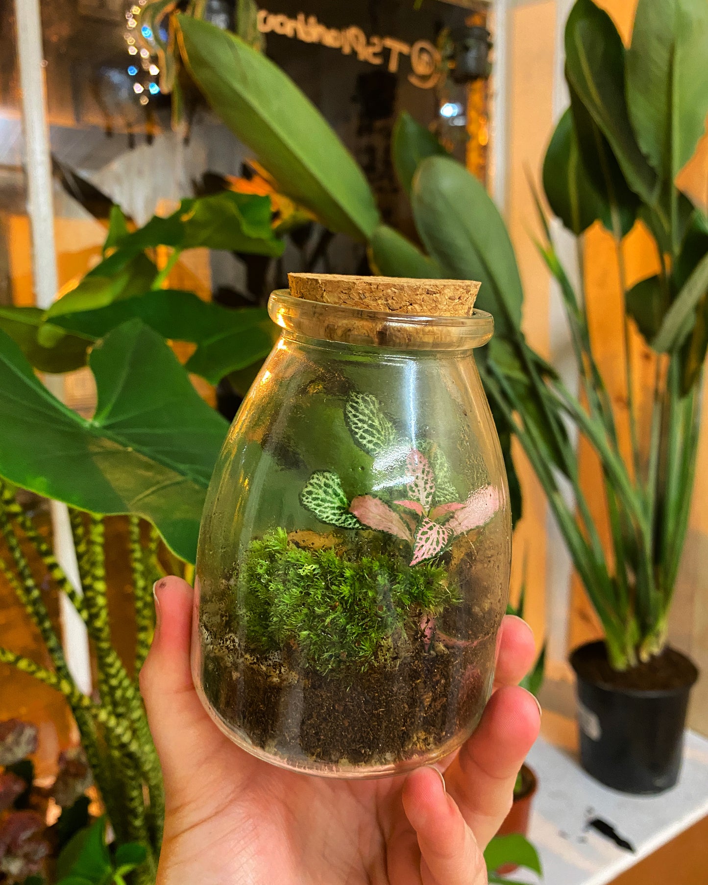 Small Fittonia Terrarium