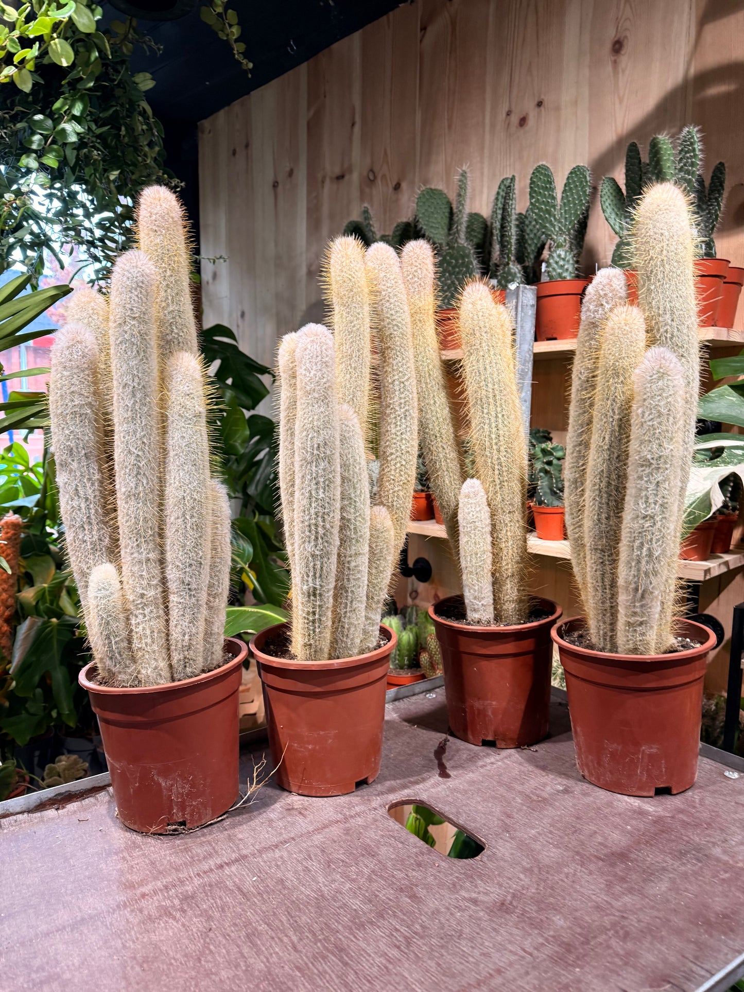 Austrocephalocereus dybowskii XXL