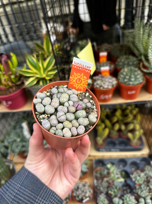 Lithops Leslei