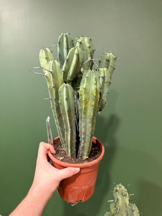 Myrtillocactus Geometrizans