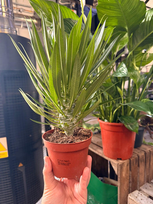 Pachypodium Lamerai