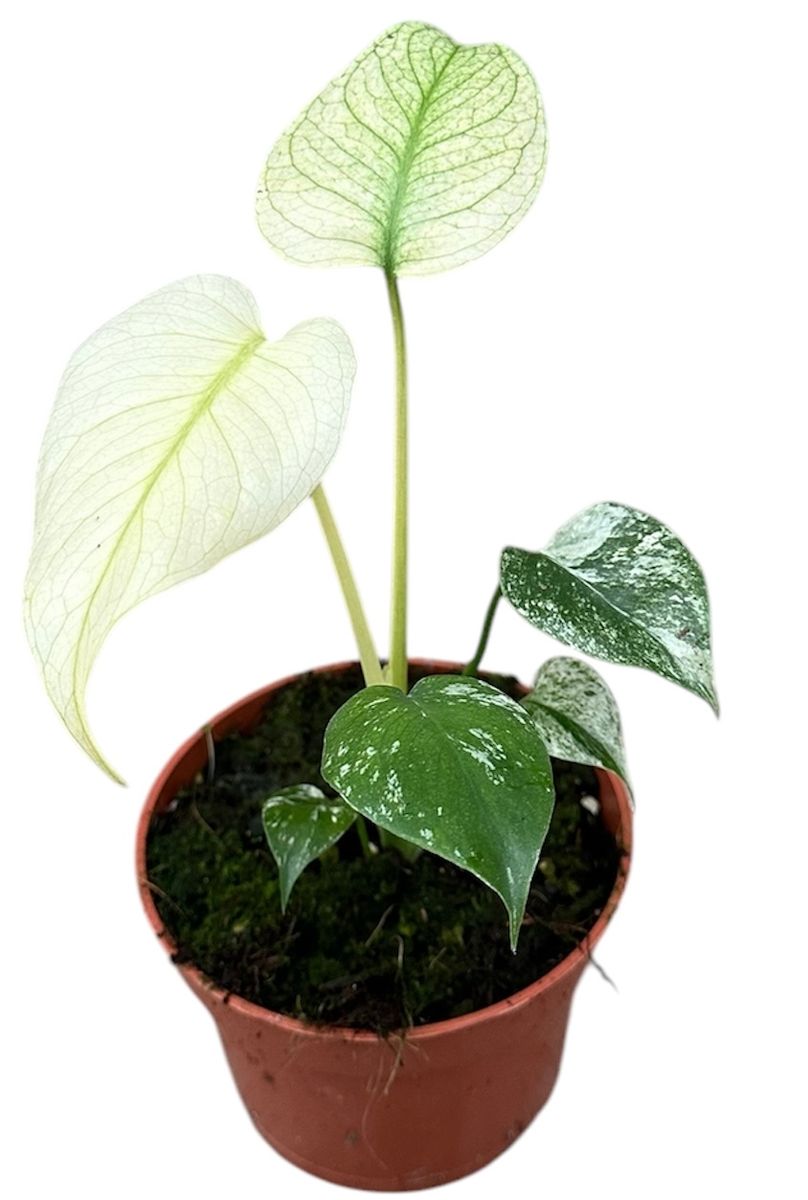 Monstera MINT