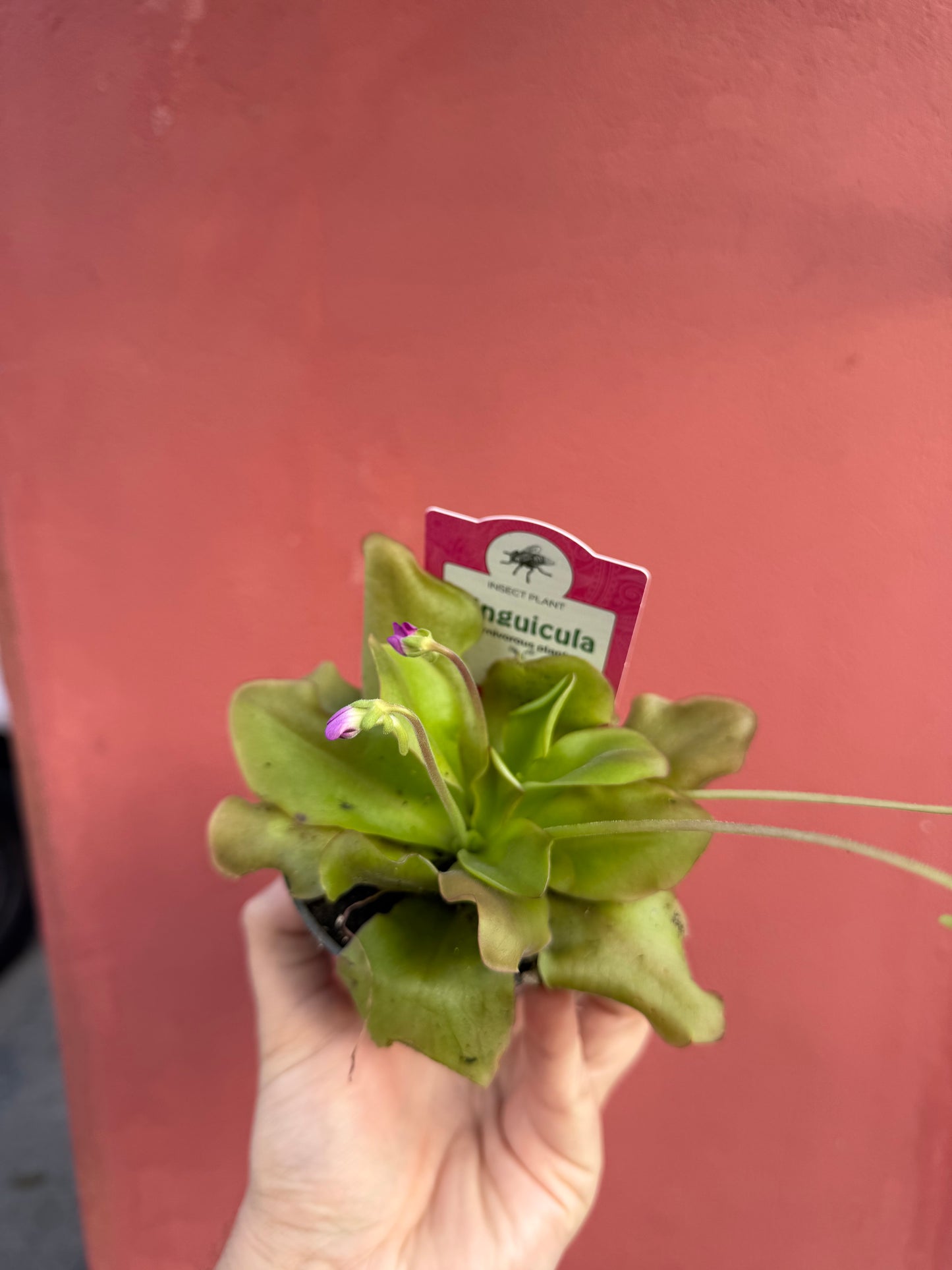 Pinguicula mix 10cm