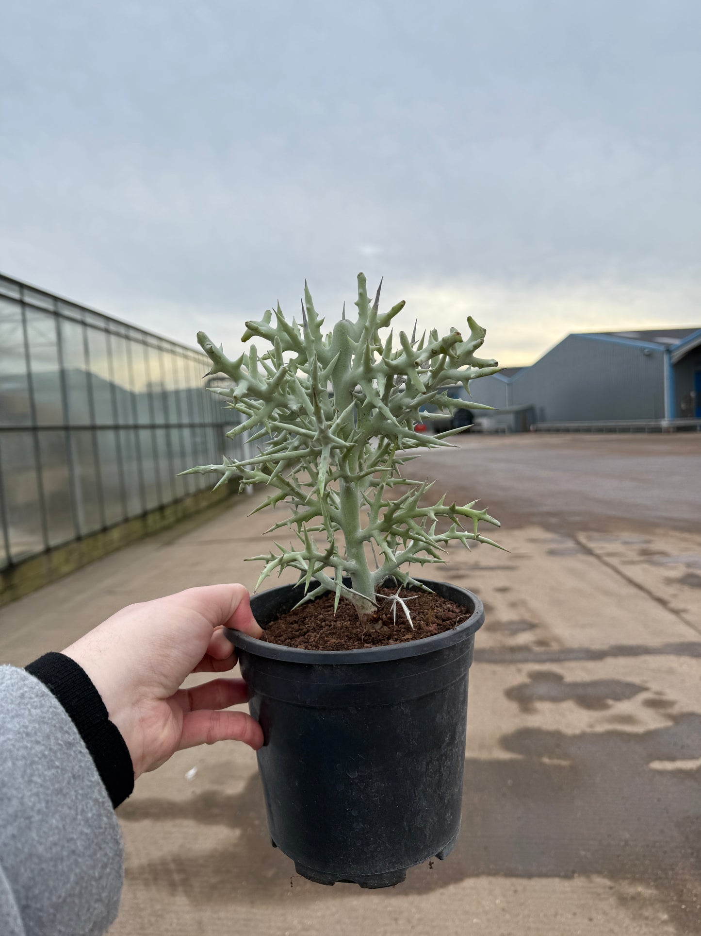 Euphorbia stenoclada – The Rare Thorny Wonder