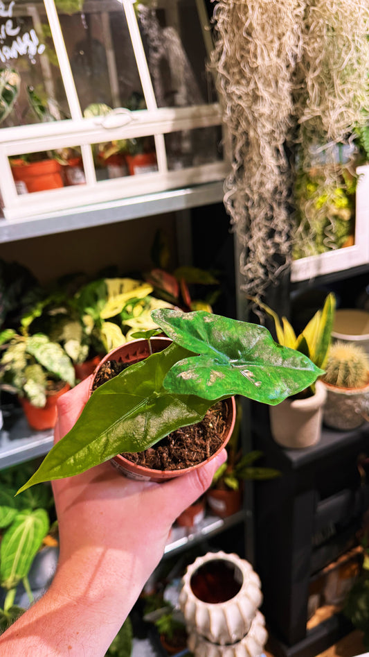 Alocasia plumbae ‘Batwing’ – Alocasia Batwing
