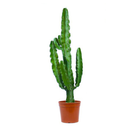Euphorbia Erytrea - 110+cm tall!
