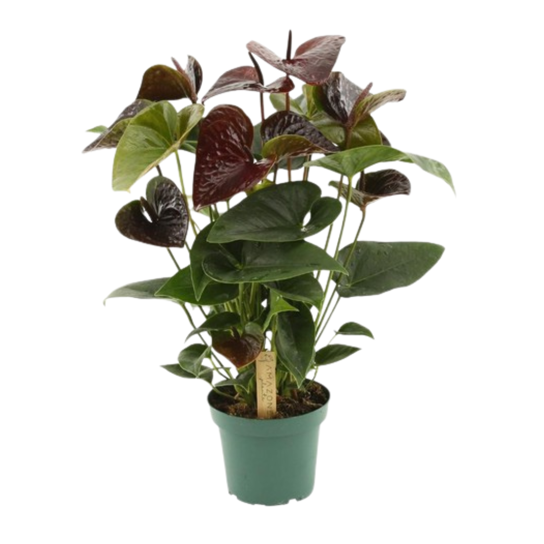 Anthurium andraeanum 'Essencia' - Dark Red