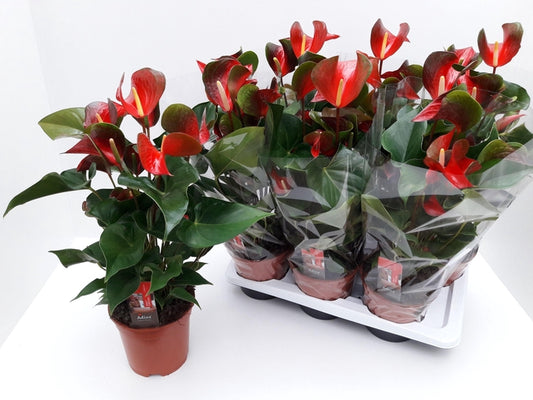 Anthurium DYNAMITE RED