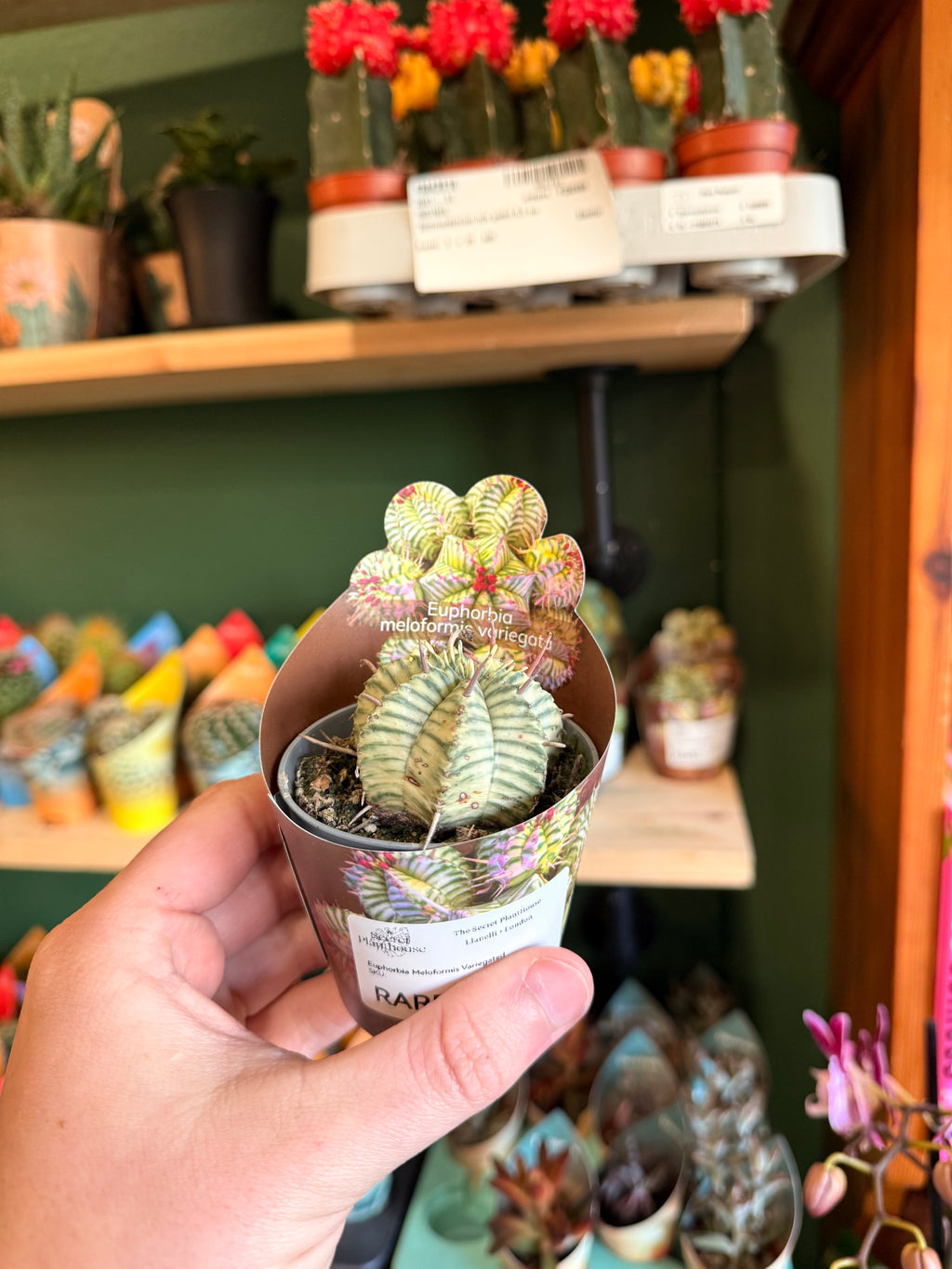 Euphorbia Meloformis Variegata