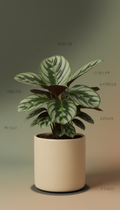 Calathea Orbifolia in Matte Ceramic