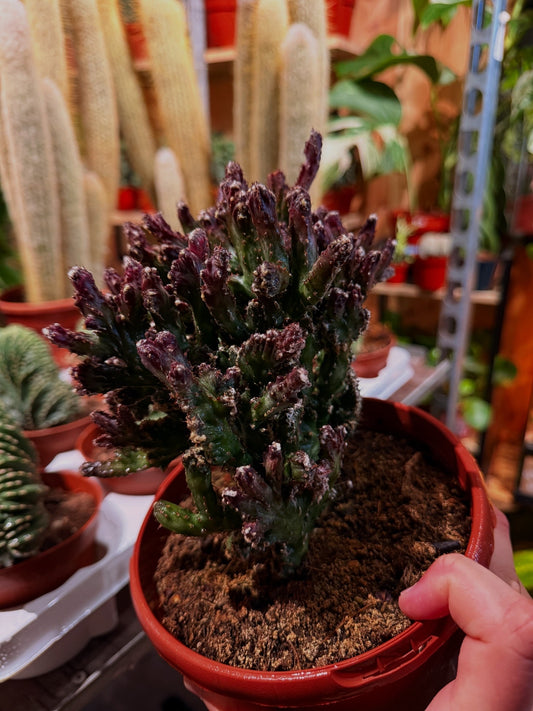 Monvillea spegazzinii ‘Cristata’ – The Dragon Spine Cactus