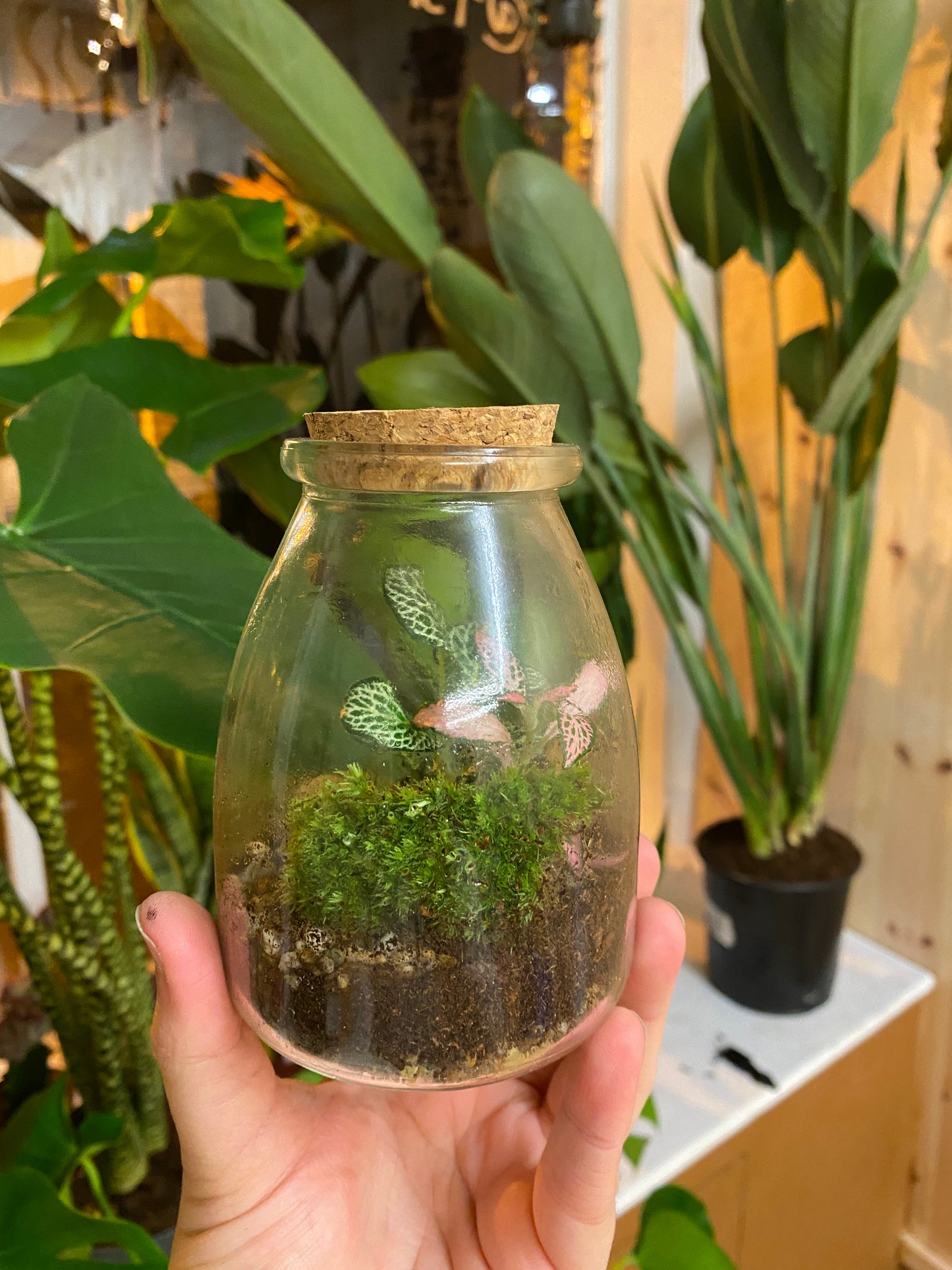 Small Fittonia Terrarium