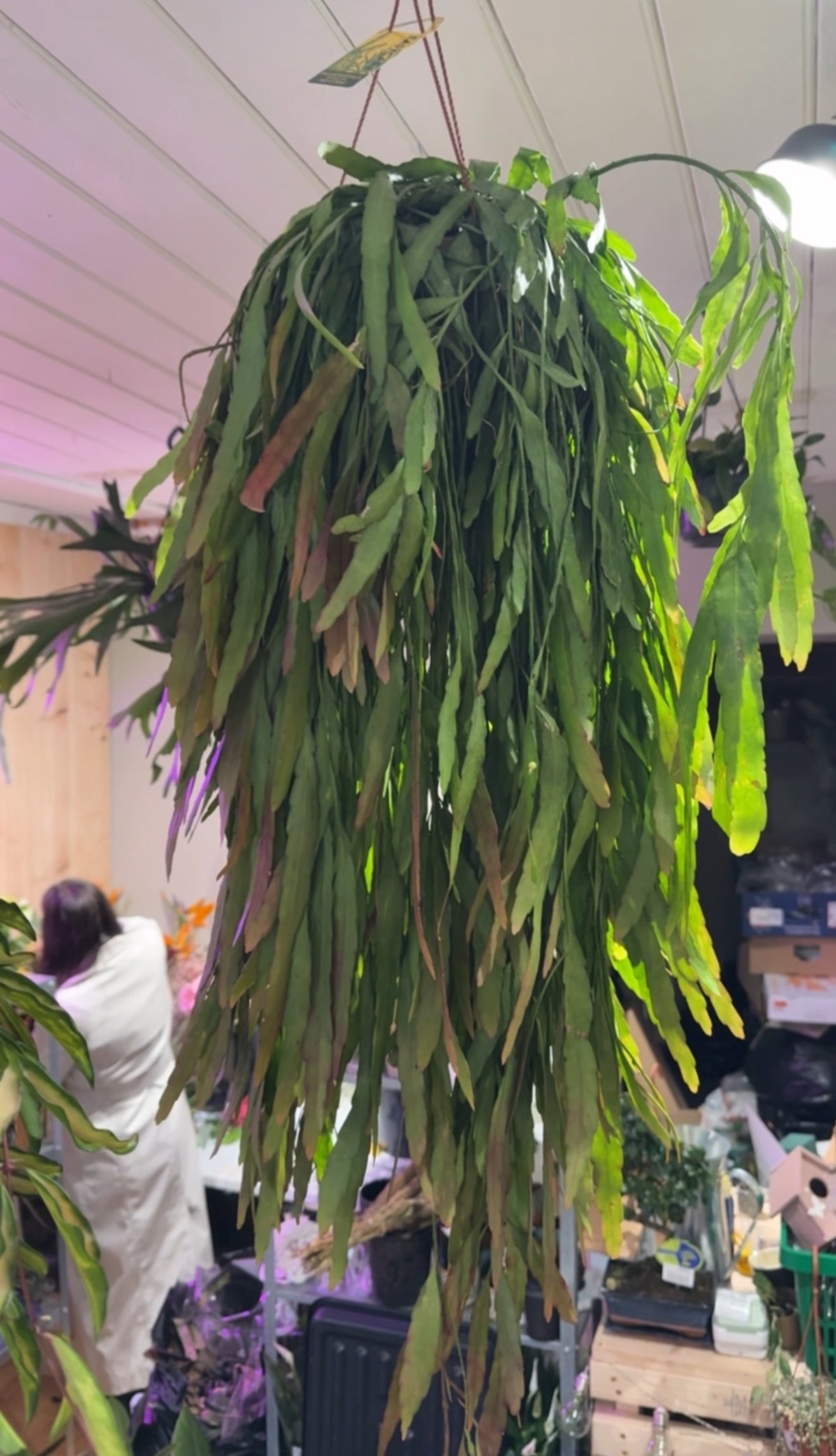 Pseudorhipsalis Ramulosa 65cm